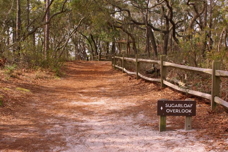 Carolina Beach State Park Sugarloaf Trail Overlook - Things to Do in Carolina Beach